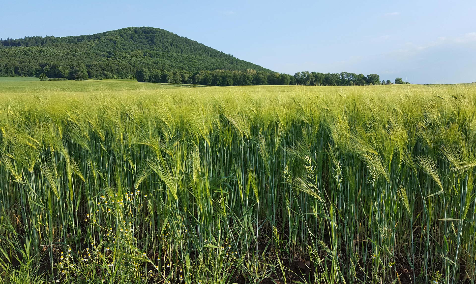 Hintergrund Kornfeld